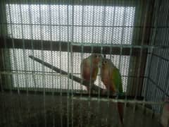 pineapple conure breeder pair available 0