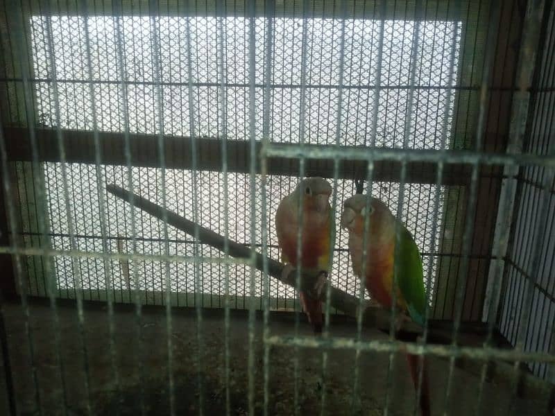 pineapple conure breeder pair available 1