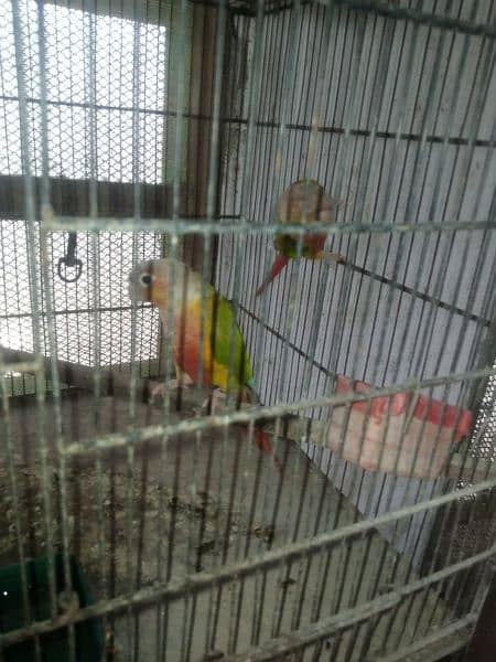 pineapple conure breeder pair available 2