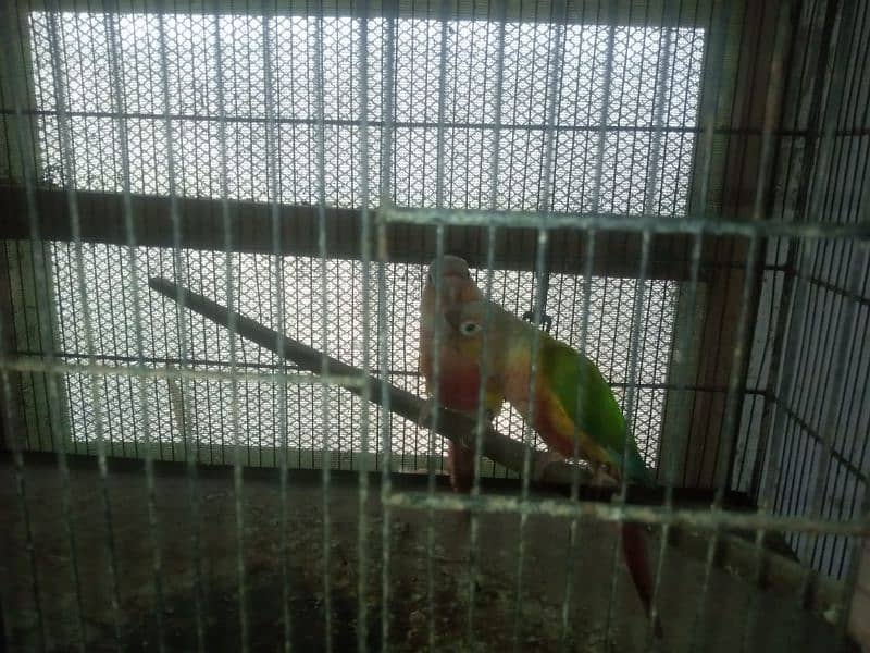 pineapple conure breeder pair available 3