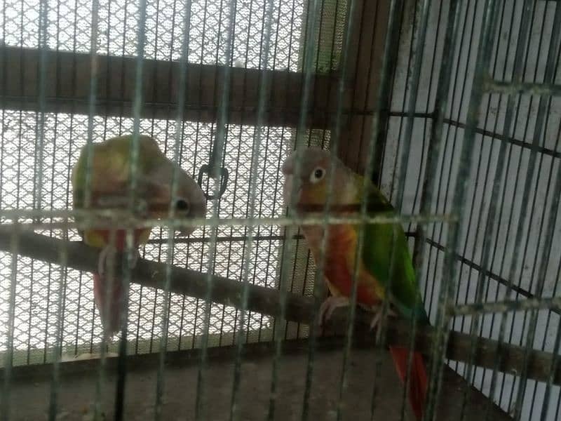 pineapple conure breeder pair available 4