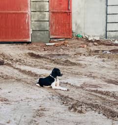 Pointer Female Dog For Sale