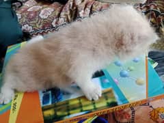 triple coated Persian kittens for sale in blue eyes