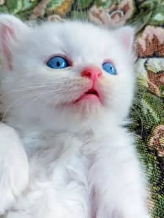 triple coated Persian kittens for sale in blue eyes