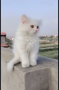 pure white triple coat doll face male kitten