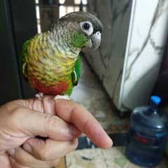 Green conure, Pearly Conure, Pineapple Conure