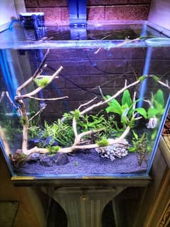 Heavily planted aquarium with co2 system