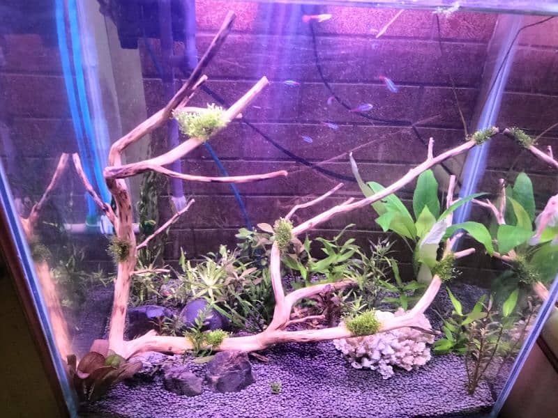 Heavily planted aquarium with co2 system 1