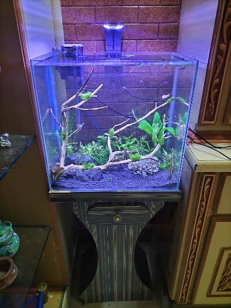 Heavily planted aquarium with co2 system 3