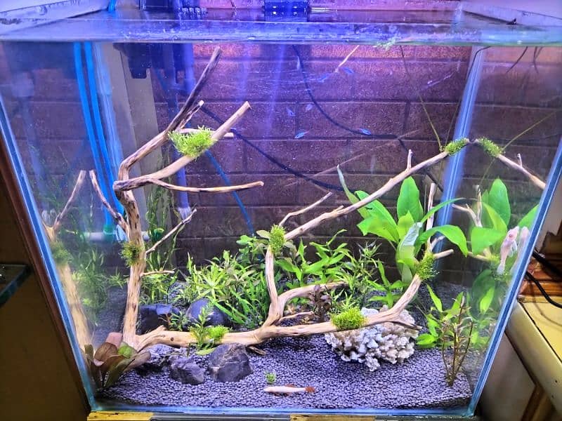 Heavily planted aquarium with co2 system 4