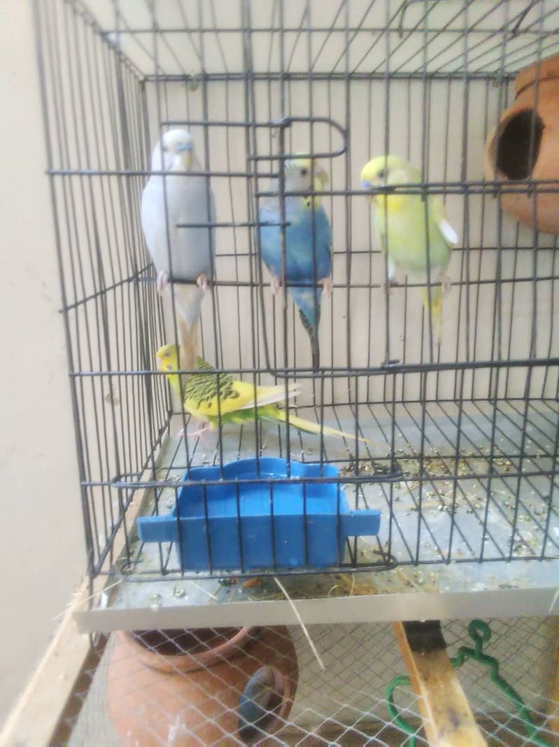 2 pair breeder buggies birds for sale with cage 0