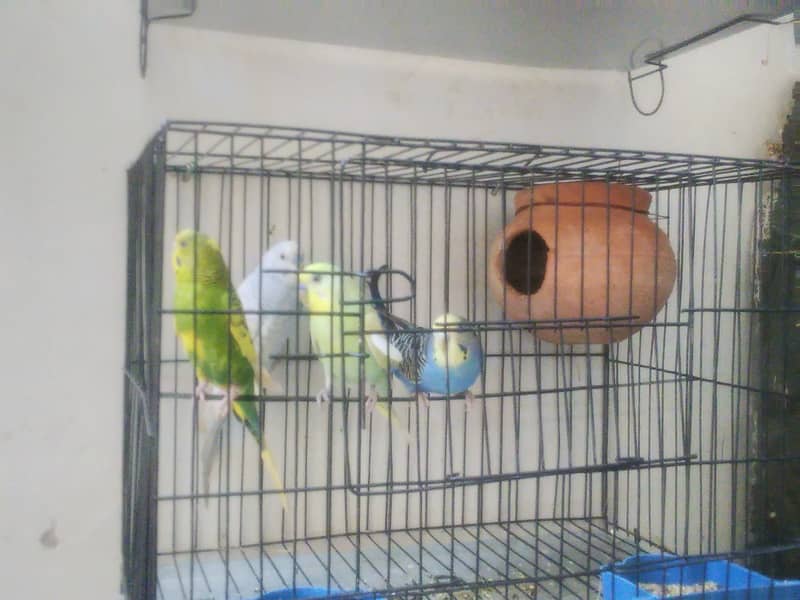 2 pair breeder buggies birds for sale with cage 1