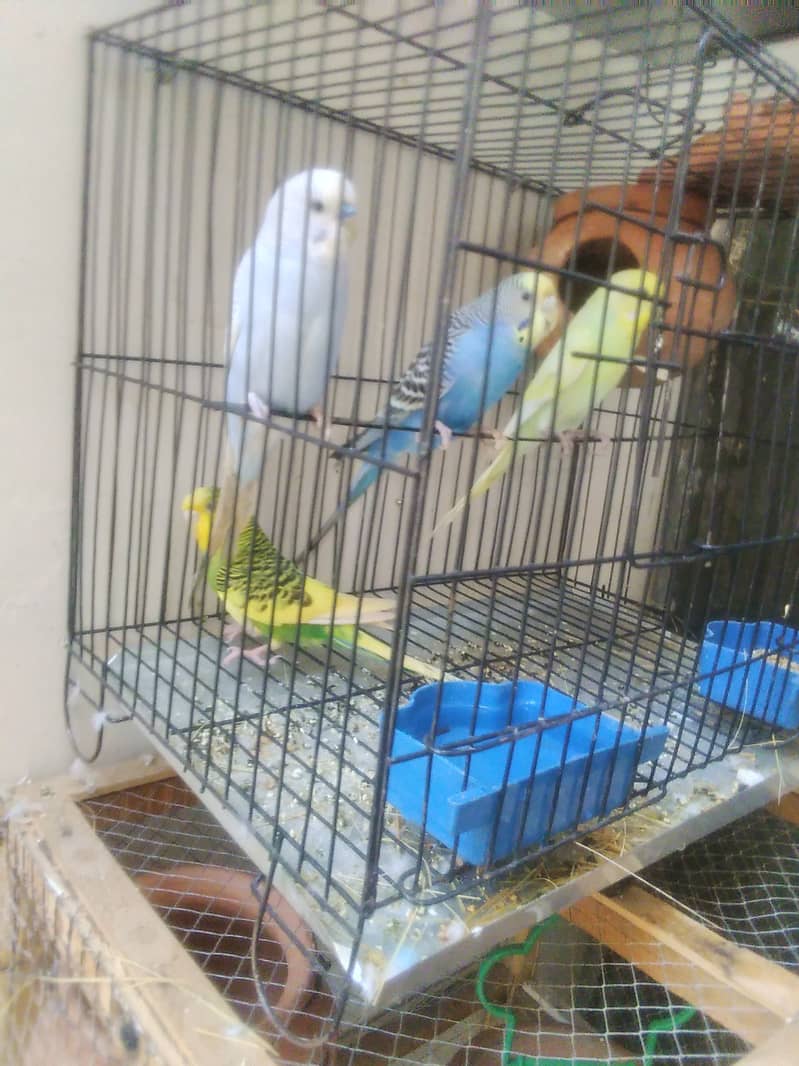 2 pair breeder buggies birds for sale with cage 2