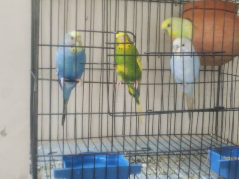 2 pair breeder buggies birds for sale with cage 3