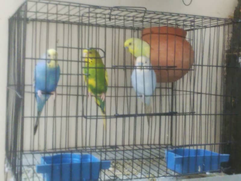 2 pair breeder buggies birds for sale with cage 4