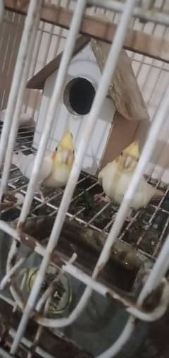 I sell the pair of cockatiel due to the reason small space in my house