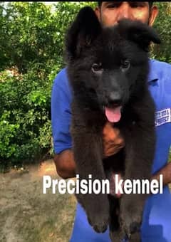 German shepherd Black pink pedigree imported  female puppy Vaccinated