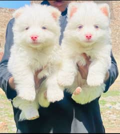 zero size pink nose russion single or pair for sale family dog