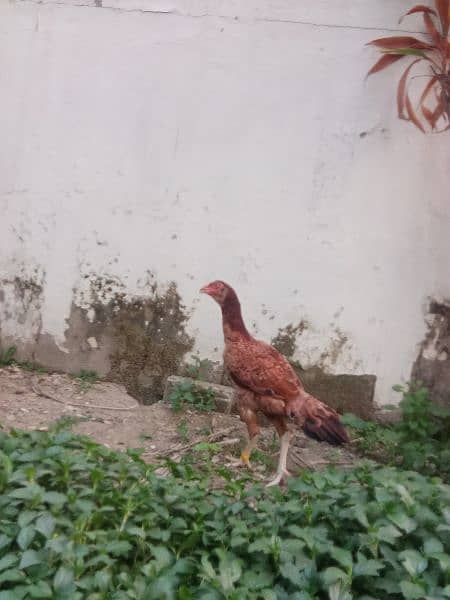 3 murgi for sale home breed 9