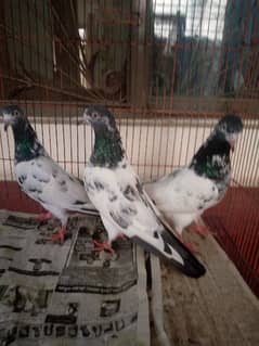 Taddy pair