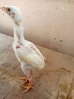 Paper white heera Aseel chicks two male available for sale