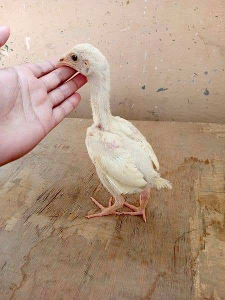 Paper white heera Aseel chicks two male available for sale 1