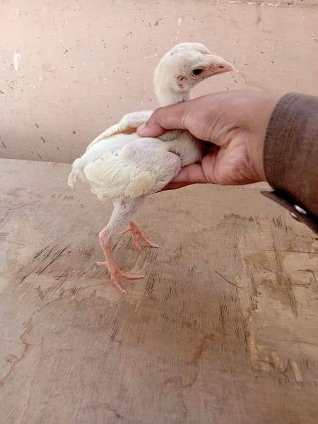 Paper white heera Aseel chicks two male available for sale 2