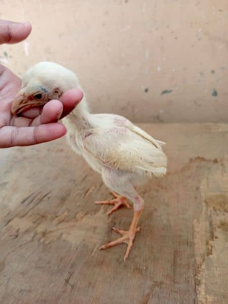 Paper white heera Aseel chicks two male available for sale 3