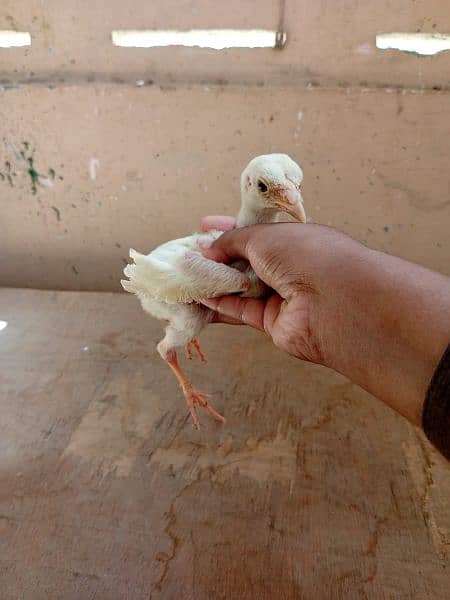 Paper white heera Aseel chicks two male available for sale 4