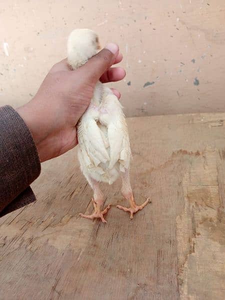 Paper white heera Aseel chicks two male available for sale 5