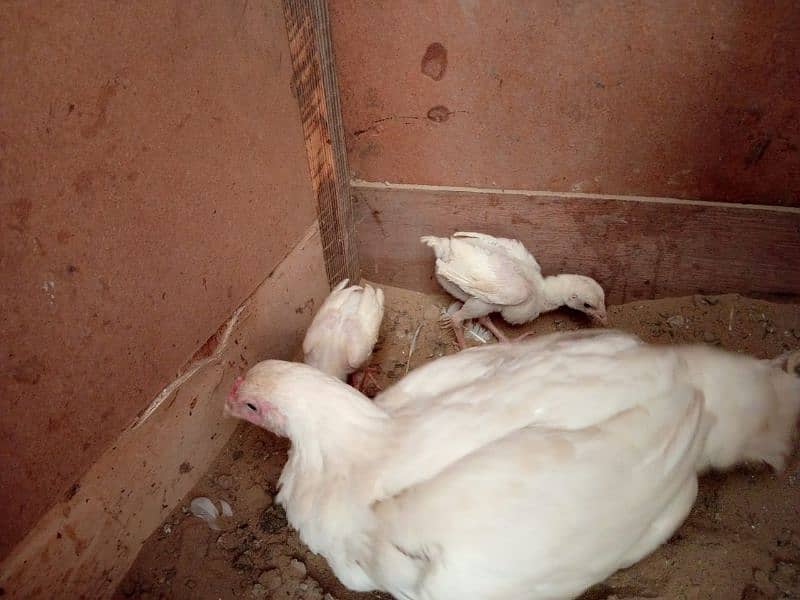 Paper white heera Aseel chicks two male available for sale 8