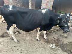 gabban cows for sale