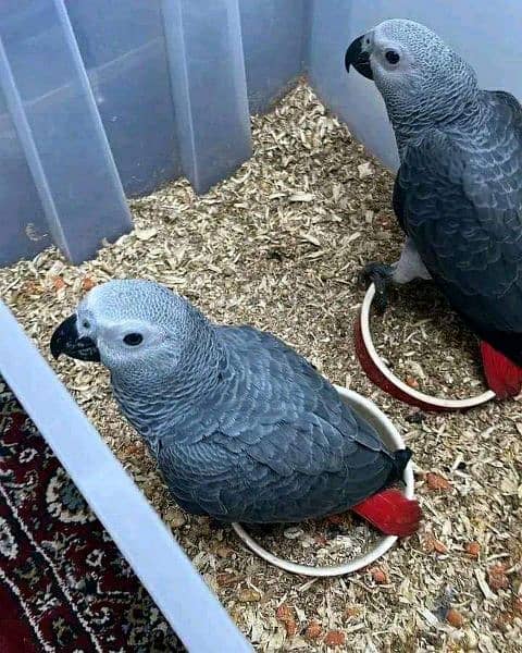 African grey parrots 03262134833 1