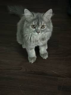 Grey persian cat