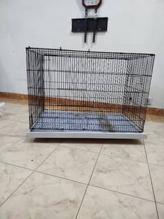 Birds cage