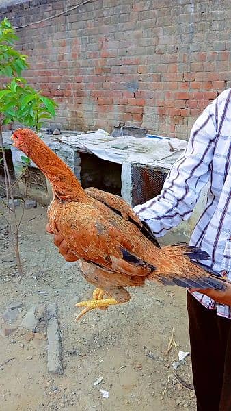 assel murga or murgia for sale 5