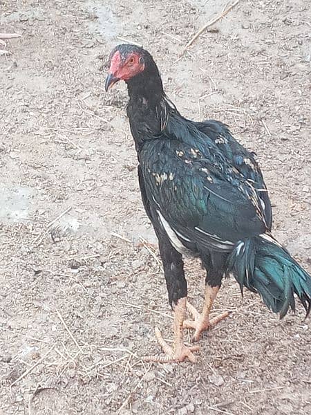 Sindhi cross and misri rooster(Male) for sale. Red and white colour 4