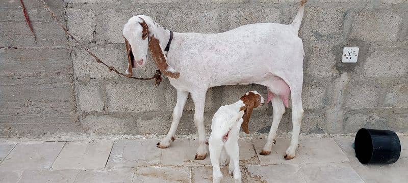 goat gulabi mundi doodh wali bakri with kid 0