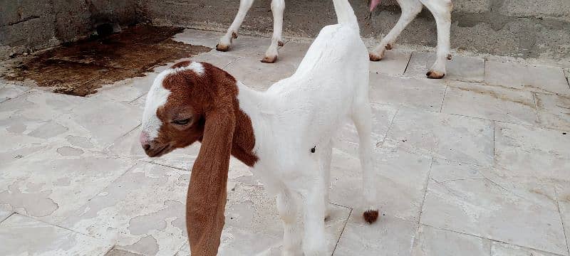 goat gulabi mundi doodh wali bakri with kid 5