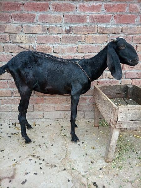 Desi bakri 1