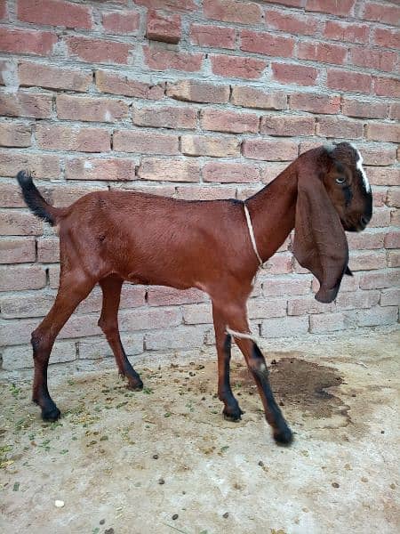 Desi bakri 2