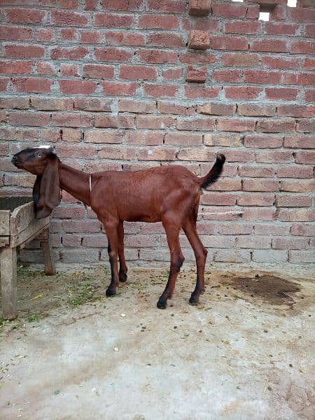 Desi bakri 4