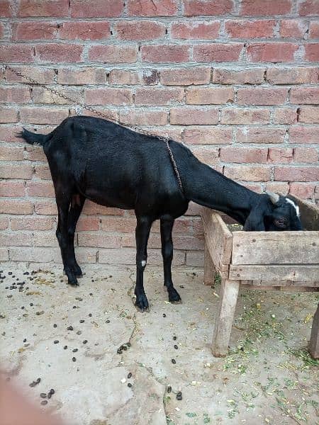 Desi bakri 5