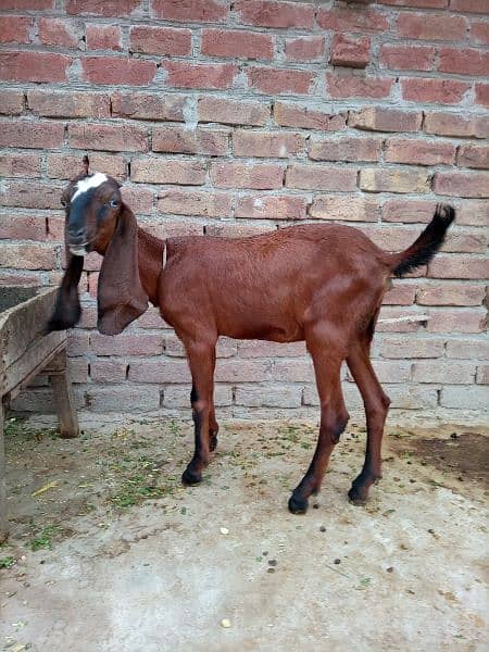 Desi bakri 6