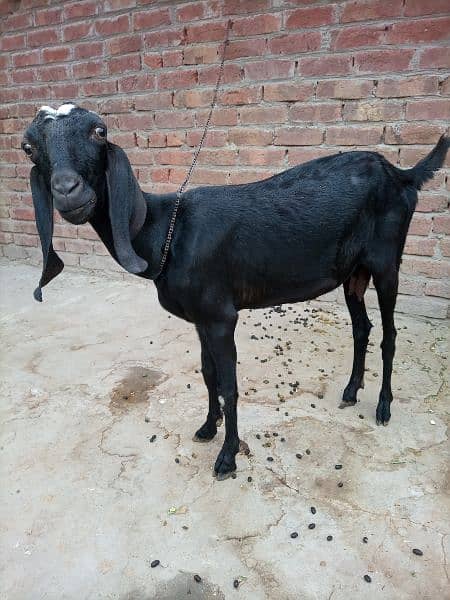 Desi bakri 7