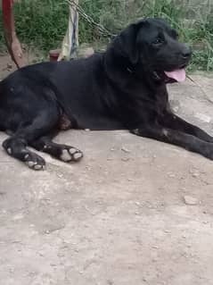 Labrador