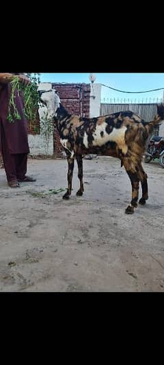 Beutiful 2 Goats for sale cross hoe  v hain  souny  wali