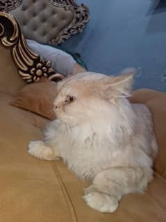 Double Coat Persian Cats 0