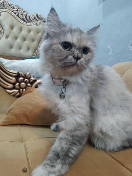 Double Coat Persian Cats 4