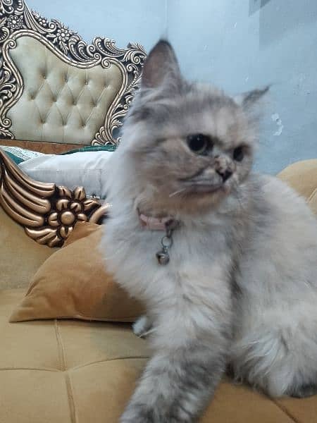 Double Coat Persian Cats 5